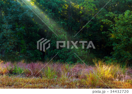 God beams - coniferous forest early in the morning God beams - coniferous forest early in the morning 34432720