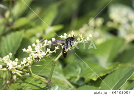 キオビツチバチ 34433007