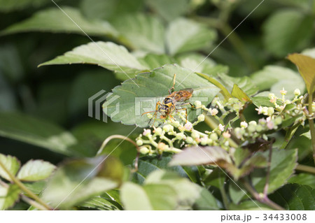 キアシナガバチ 34433008