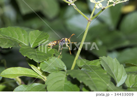 キアシナガバチ 34433009