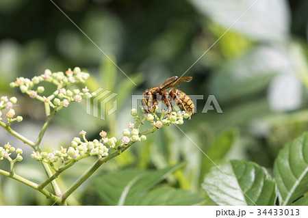 キイロスズメバチ キイロスズメバチ 34433013