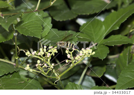 キンケハラナガツチバチ 34433017