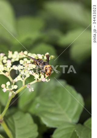 コガタスズメバチ 34433023
