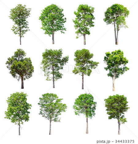 Set of isolated trees on white background. Set of isolated trees on white background. 34433375
