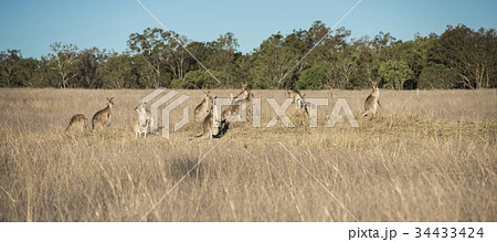 Kangaroos in the countryside Kangaroos in the countryside 34433424