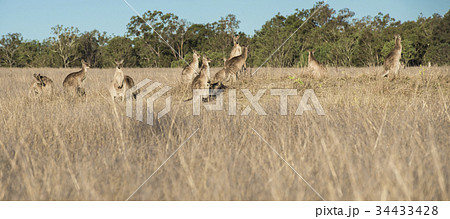Kangaroos in the countryside Kangaroos in the countryside 34433428