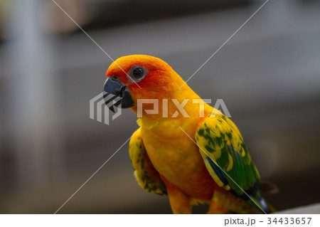 Sun Parakeet or Sun Conure parrot Sun Parakeet or Sun Conure parrot 34433657