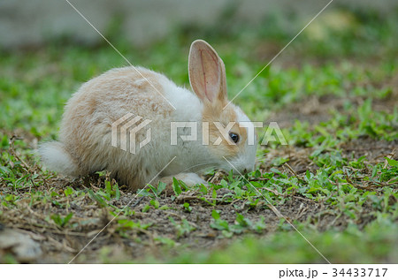 Little rabbit on green grass 34433717