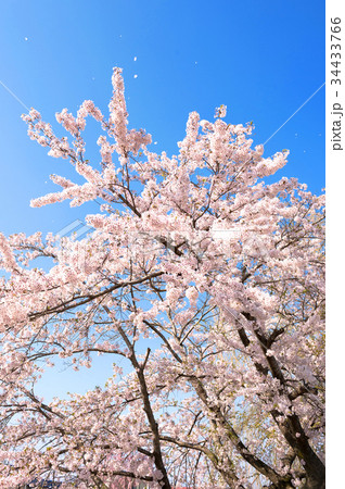桜 34433766