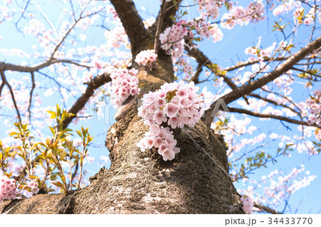 桜 34433770