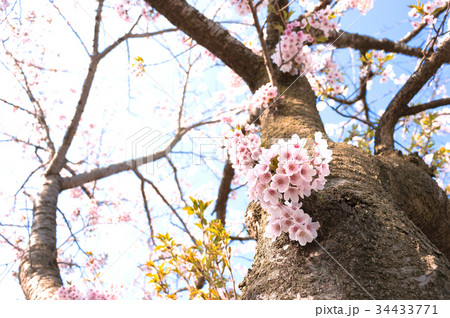 桜 34433771