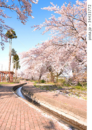 桜 桜 34433772