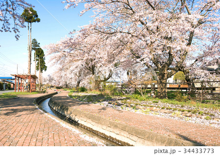 桜 34433773
