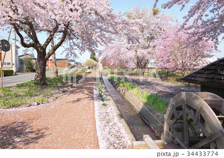 桜 34433774