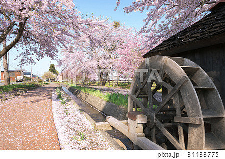 桜 桜 34433775