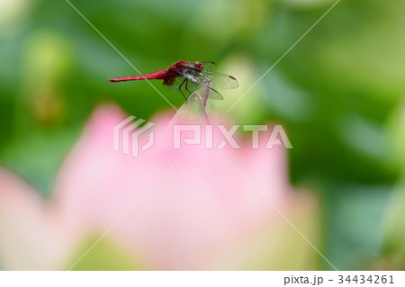 蓮の花とトンボ 蓮の花とトンボ 34434261