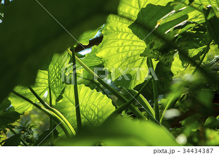 植物 工場 プランツ 34434387