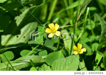 カタバミ カタバミ 34434504