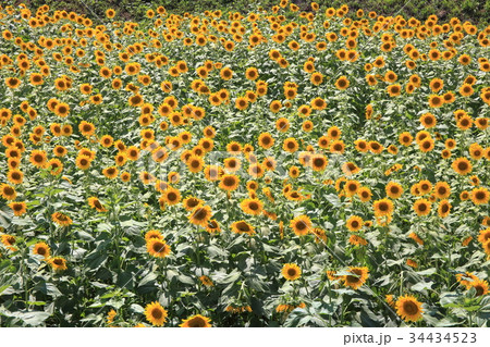 ひまわり ひまわり 34434523