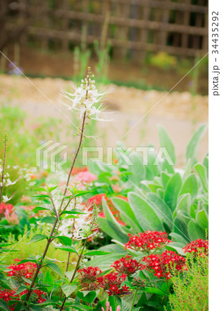 ネコノヒゲ 34435292