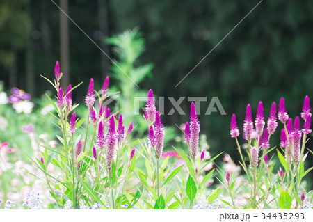 ケイトウ 34435293