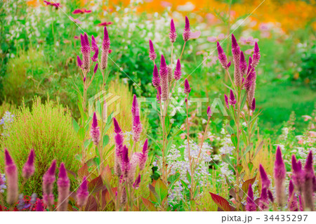 ケイトウ 34435297