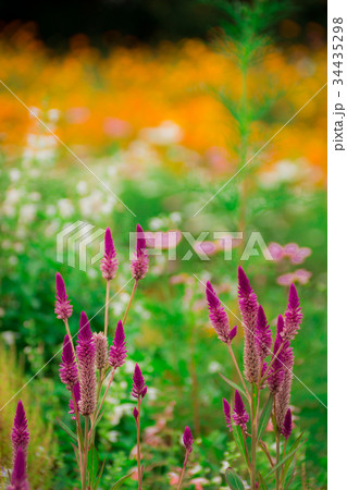 ケイトウ 34435298