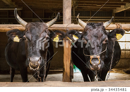牛舎の牛 牛舎の牛 34435481