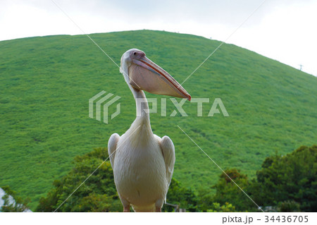 ペリカン 34436705