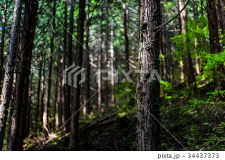 茨城 河鹿沢の雄滝 茨城 河鹿沢の雄滝 34437373
