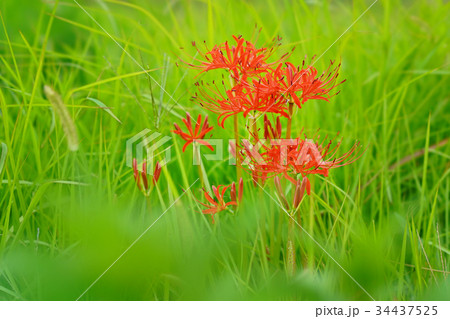 曼珠沙華 34437525