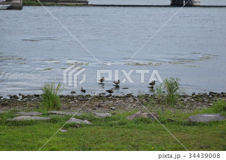 琵琶湖の水鳥 34439008