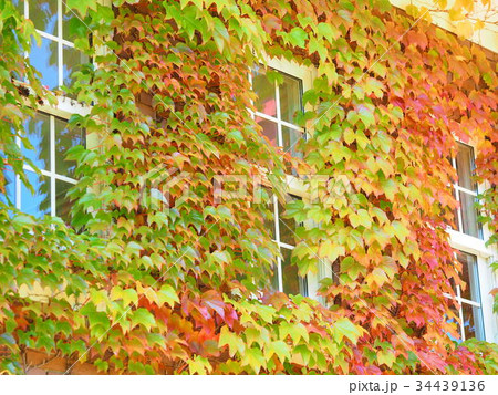 紅葉した蔦 紅葉した蔦 34439136