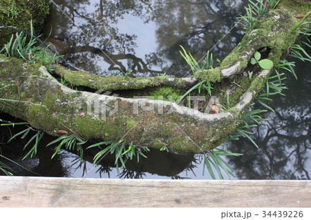植物 34439226