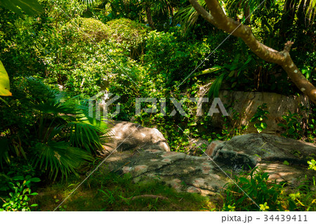 Trail in the tropical jungle in the afternoon Trail in the tropical jungle in the afternoon 34439411