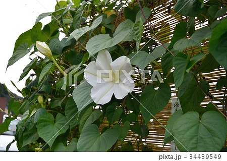 ヨルガオ(夜顔) ヨルガオ(夜顔) 34439549