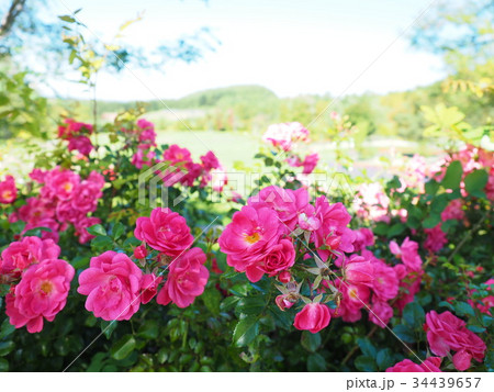 ローズガーデン ローズガーデン 34439657
