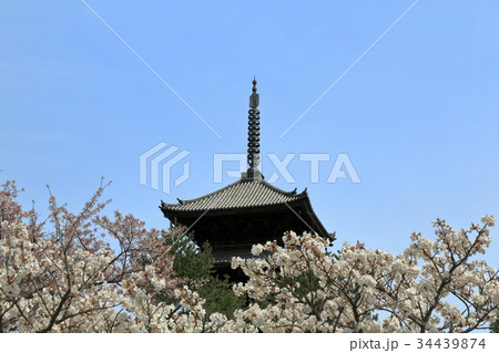 仁和寺の春 仁和寺の春 34439874
