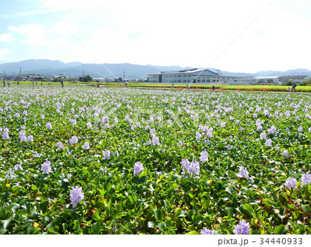 ホテイアオイ 34440933