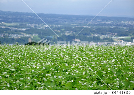 行幸田の蕎麦畑と渋川市方面 34441339