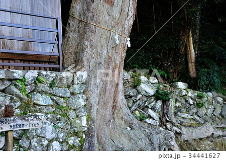 イチイガシ 34441627