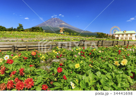 ぐりんぱ　天空のダリア祭り 34441698
