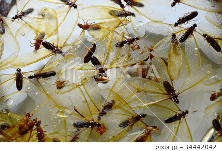 tussock moth water trap in glass bowl 34442042