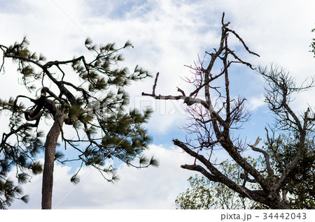 Pine Tree on Phu Kradueng National Park Loei Pine Tree on Phu Kradueng National Park Loei 34442043