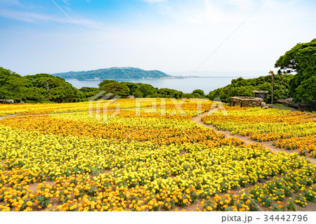 マリーゴールド 34442796