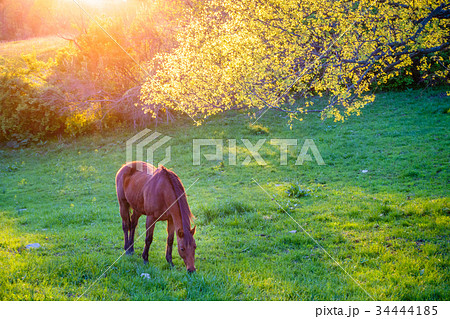 Grazing horse 34444185