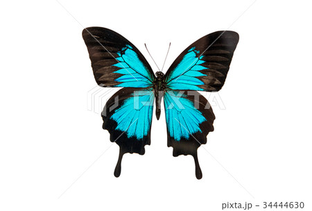 Tropical butterfly isolated 34444630