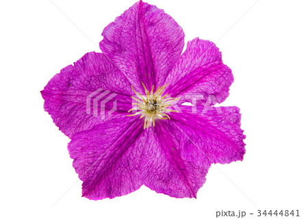 Flower lilac isolated 34444841