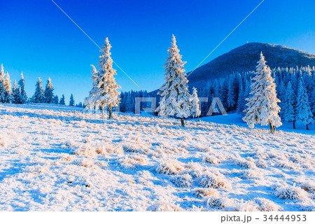 magical winter snow covered tree magical winter snow covered tree 34444953
