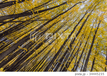 Trunks of linden tree with yellow leaves  34445235